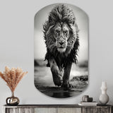 Black And White Lion Running In Africa - Asymmetric Metal Wall Art