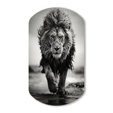 Black And White Lion Running In Africa - Asymmetric Metal Wall Art