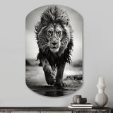 Black And White Lion Running In Africa - Asymmetric Metal Wall Art