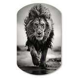 Black And White Lion Running In Africa - Asymmetric Metal Wall Art