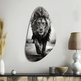 Black And White Lion Running In Africa - Asymmetric Metal Wall Art