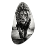 Black And White Lion Running In Africa - Asymmetric Metal Wall Art