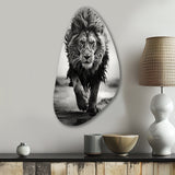 Black And White Lion Running In Africa - Asymmetric Metal Wall Art