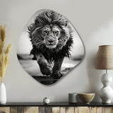 Black And White Lion Running In Africa - Asymmetric Metal Wall Art