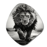 Black And White Lion Running In Africa - Asymmetric Metal Wall Art