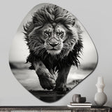 Black And White Lion Running In Africa - Asymmetric Metal Wall Art