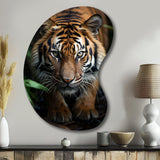 Beige Black Tiger Portrait II - Asymmetric Metal Wall Art