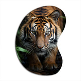 Beige Black Tiger Portrait II - Asymmetric Metal Wall Art