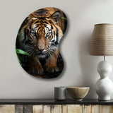 Beige Black Tiger Portrait II - Asymmetric Metal Wall Art