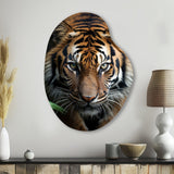 Beige Black Tiger Portrait II - Asymmetric Metal Wall Art