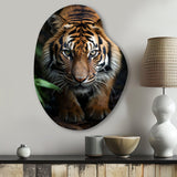 Beige Black Tiger Portrait II - Asymmetric Metal Wall Art