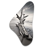 Beach Driftwood Photo III - Asymmetric Metal Wall Art