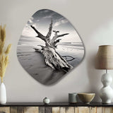 Beach Driftwood Photo III - Asymmetric Metal Wall Art