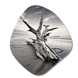 Beach Driftwood Photo III - Asymmetric Metal Wall Art