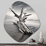 Beach Driftwood Photo III - Asymmetric Metal Wall Art