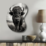 Bison Tales Of The Prairies - Asymmetric Metal Wall Art