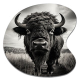 Bison Tales Of The Prairies - Asymmetric Metal Wall Art