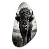 Bison Tales Of The Prairies - Asymmetric Metal Wall Art