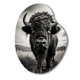 Bison Tales Of The Prairies - Asymmetric Metal Wall Art