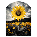 Yellow Brown Sunflower Field Emergent Sunflower II - Asymmetric Metal Wall Art