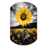 Yellow Brown Sunflower Field Emergent Sunflower II - Asymmetric Metal Wall Art