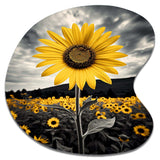 Yellow Brown Sunflower Field Emergent Sunflower II - Asymmetric Metal Wall Art