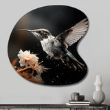 Black White Hummingbird Energetic - Asymmetric Metal Wall Art