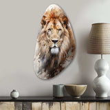 Lion Portrait Photography - Asymmetric Metal Wall Art