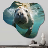 Turquoise Grey Manatee Portrait - Asymmetric Metal Wall Art