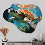 Green Blue Marine Animals Turtle Encounter V - Asymmetric Metal Wall Art