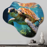 Green Blue Marine Animals Turtle Encounter V - Asymmetric Metal Wall Art