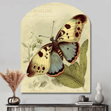 Vintage Illustration Of Butterfly III - Asymmetric Metal Wall Art