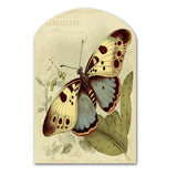 Vintage Illustration Of Butterfly III - Asymmetric Metal Wall Art