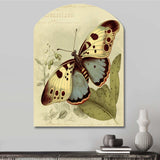 Vintage Illustration Of Butterfly III - Asymmetric Metal Wall Art