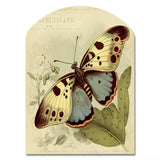 Vintage Illustration Of Butterfly III - Asymmetric Metal Wall Art