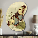 Vintage Illustration Of Butterfly III - Asymmetric Metal Wall Art