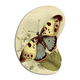 Vintage Illustration Of Butterfly III - Asymmetric Metal Wall Art