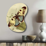 Vintage Illustration Of Butterfly III - Asymmetric Metal Wall Art