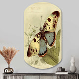 Vintage Illustration Of Butterfly III - Asymmetric Metal Wall Art