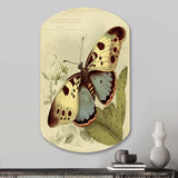 Vintage Illustration Of Butterfly III - Asymmetric Metal Wall Art