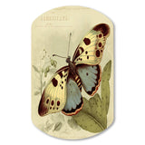 Vintage Illustration Of Butterfly III - Asymmetric Metal Wall Art