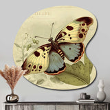 Vintage Illustration Of Butterfly III - Asymmetric Metal Wall Art