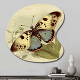 Vintage Illustration Of Butterfly III - Asymmetric Metal Wall Art