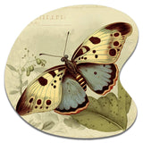 Vintage Illustration Of Butterfly III - Asymmetric Metal Wall Art