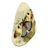 Vintage Illustration Of Butterfly III - Asymmetric Metal Wall Art