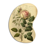 Victorian Retro Pink Rose V - Asymmetric Metal Wall Art