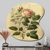 Victorian Retro Pink Rose V - Asymmetric Metal Wall Art