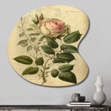 Victorian Retro Pink Rose V - Asymmetric Metal Wall Art