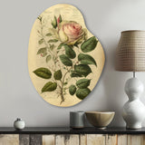 Victorian Retro Pink Rose V - Asymmetric Metal Wall Art