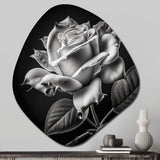 Blossoming White Rose On Black II - Asymmetric Metal Wall Art